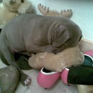 Amerikansk staffordshire terrier misha