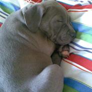 Amerikansk staffordshire terrier misha