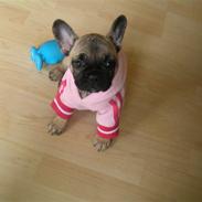 Fransk bulldog Lola