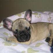 Fransk bulldog Lola
