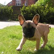 Fransk bulldog Lola