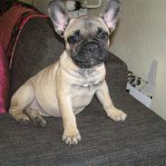Fransk bulldog Lola