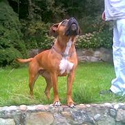 Amerikansk staffordshire terrier pumba