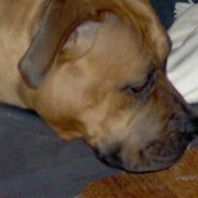 Amerikansk staffordshire terrier pumba