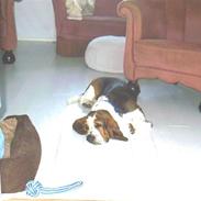 Basset hound Ludvig