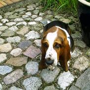 Basset hound Ludvig