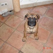 Bullmastiff Frida