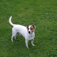Jack russell terrier yorkie