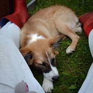 Blanding af racer django