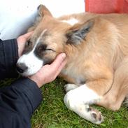 Blanding af racer django