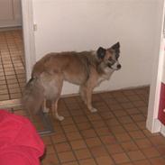 Blanding af racer django