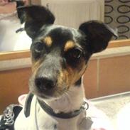 Dansk svensk gaardhund Pjevs