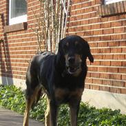 Hovawart molly
