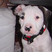 Amerikansk bulldog DIXIE