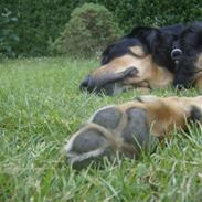Hovawart molly