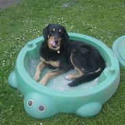 Hovawart molly