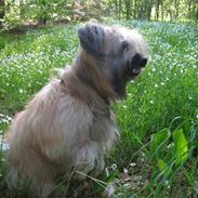 Pyrenæisk hyrdehund Bastian