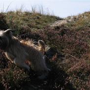 Pyrenæisk hyrdehund Bastian