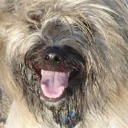 Pyrenæisk hyrdehund Bastian