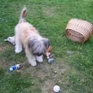 Pyrenæisk hyrdehund Bastian