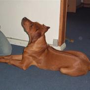 Rhodesian ridgeback cobi