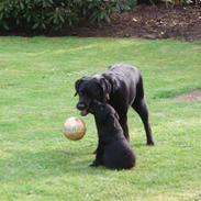 Labrador retriever Nala