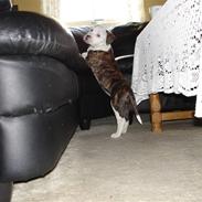 Amerikansk staffordshire terrier Emma/Mulle