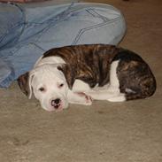 Amerikansk staffordshire terrier Emma/Mulle