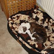 Amerikansk staffordshire terrier Emma/Mulle