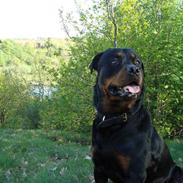 Rottweiler Basse