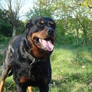 Rottweiler Basse