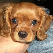 Cavalier king charles spaniel Mille DØD den 29 Juni 2012.