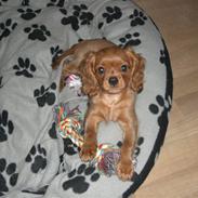 Cavalier king charles spaniel Mille DØD den 29 Juni 2012.