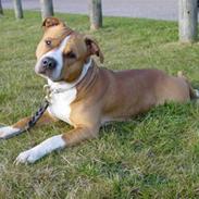 Amerikansk staffordshire terrier Baloo