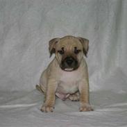 Amerikansk staffordshire terrier Bachi