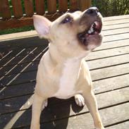 Amerikansk staffordshire terrier Bachi