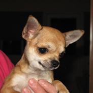 Chihuahua Wav-wav's Fibi