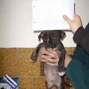 Amerikansk staffordshire terrier Teison