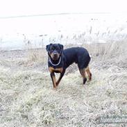 Rottweiler Rollo er død af kræft.