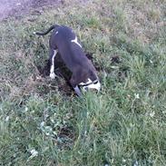 Amerikansk staffordshire terrier Tyson