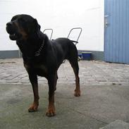 Rottweiler Rollo er død af kræft.