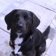 Blanding af racer Jason