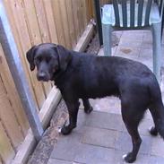 Blanding af racer Jason