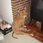 Amerikansk staffordshire terrier Ludvig