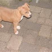 Amerikansk staffordshire terrier Ludvig 05/07 2007 - 15/05 2023 RIP