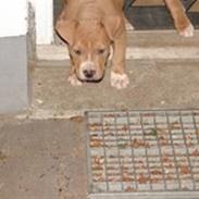 Amerikansk staffordshire terrier Ludvig