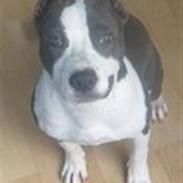 Amerikansk staffordshire terrier Ludvig