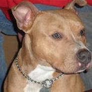 Amerikansk staffordshire terrier Ludvig