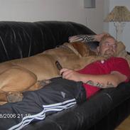 Dogue de bordeaux Tira