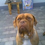 Dogue de bordeaux Tira